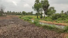 மாம்பழ தொழிற்சாலைகளால் ‘கசந்த’ விவசாயிகளின் வாழ்க்கை - என்ன சொல்கிறார்கள் விவசாயிகள்?