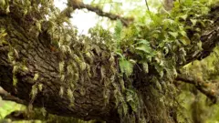 Samambaias de ressurreição.