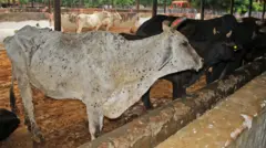 بیمار گائے