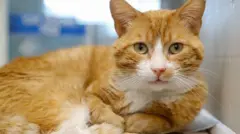 Turuncu bir kedi yatıyor