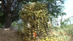 தமிழ்நாடு, மாம்பழ விவசாயிகள்