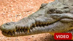 சாலையில் சென்ற முதலை: குஜராத்தில் அதிர்ச்சி