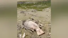 मछली
