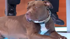 Perro Bully XL