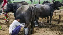 ખરવા મોવાસા, પશુપાલન, ગાય, ભેંસ, દૂધાળાં પશુ, બીમારી અને સારવાર, બીબીસી ગુજરાતી 