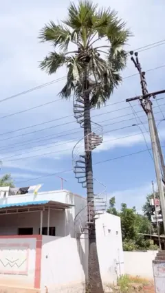 Spiralne stepenice oko palme