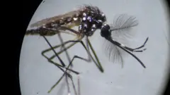Nyamuk Aedes aegypti 