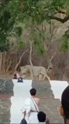 సింహం