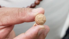 பல லட்சம் ரூபாய் மதிப்புள்ள மரத்தைக் குறிவைக்கும் கொள்ளையர்கள் - அப்படி அதில் என்ன இருக்கிறது?