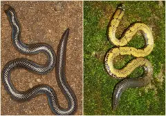 ලෝක සර්ප නමාවලියට ශ්‍රී ලංකාවෙන් තවත් සර්ප විශේෂ දෙකක් හඳුන්වා දීමට මෙරට පර්යේෂණ කණ්ඩායමක් සමත්ව තිබේ.