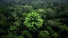 Imagem aérea da Florestaslot cpmoNgoye com a planta solitária no centro