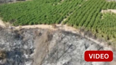 காணொளி: காட்டுத்தீக்கு நடுவே இந்த பழத்தோட்டம் தப்பித்தது எப்படி?