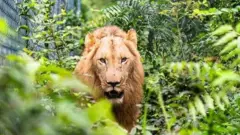 Intare muri zoo i Accra muri Ghana