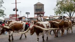 Un vaquero guía una manada de vacas de cuernos largos de Texas en el Distrito Histórico Nacional.
