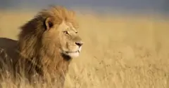 شیر
