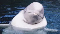 Baleia beluga com a cabeça para fora da água