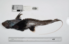 El tiburón fantasma, la esponja carnívora y otras 1.100 especies marinas descubiertas en solo un año