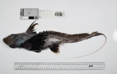 Tiburón fantasma