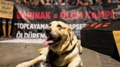 Sokak hayvanları düzenlemesinin ikinci yılı: Sahada neler yaşandı, taraflar ne diyor? haber görseli