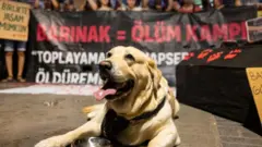 Önde dili dışarda bir köpek, arkada "barınak = ölüm kampı" yazan bir pankart ve kalaalık