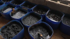 Una serie de cubos de plástico azul alineados. Dentro de cada cubo hay un lodo gris.