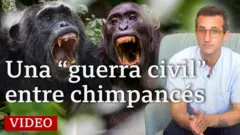 Una "guerra civil" entre chimpancés