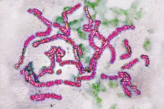 Desenho de várias bactérias