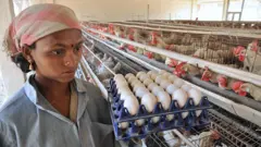 ਆਂਡੇ