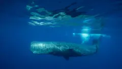 Foto de uma baleia cachalote nadando perto da superfície da água.