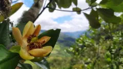 گل زرد یکی از نادرترین ماگنولیاها در کلمبیا