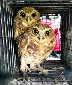 Dois filhotes de corujas-buraqueiras (Athene cunicularia)