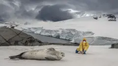 Cientista com roupa protetora amarela observa uma foca na Antártida