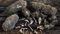 Bolo alimentar não digerido de coruja, e os ossos encontrados nele