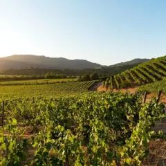 Vinícolas em encostas montanhosas em dia de sol