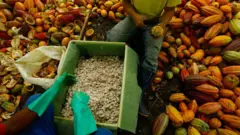 Homens sentados partem cacau