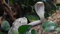 Самка моноклевой кобры в зоопаре.