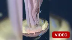 அரிய வகை ஜெல்லி மீன்