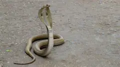 cobra
