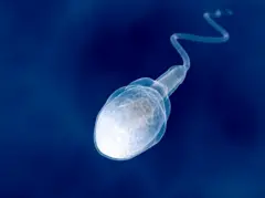 தூக்கத்தில் விந்து வெளியேறுவது முற்றிலும் இயல்பானதும், ஆரோக்கியமானதுமான ஒரு நிகழ்வு என மருத்துவர்கள் கூறுகின்றனர்.