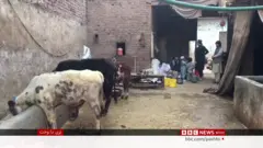 غواوې
