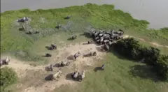 බුද්ධංගල හරහා පෙබරවාරි මාසයේ දී කුමන දෙසට සංක්‍රමණය වන අලි අප්‍රේල් මාසයේ නැවත පැමිණෙති. යළිත් අගෝස්තු සහ නොවැම්බර් අතර මේ සංක්‍රමණය සිදු වේ.