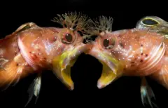 ‘ዘቤታዊ ዓመጽ’ 