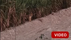 தாயோடு இணைந்த சிங்கக்குட்டி