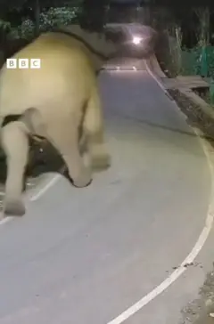 Elephant