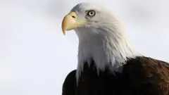 صورة للنسر الأصلع الذي أصبح الطائر الوطني في الولايات المتحدة.