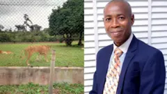 Aworan Kiniun ati Olabode Olawuyi