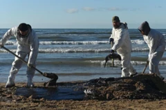 Деңиз жээгинде мазутту тазалап жаткан ыктыярчылар