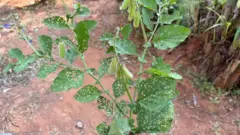 ஆனால், சில தாவரங்களின் தனித்துவமான பண்புகளால் பாம்புகள் அவற்றைக் கண்டு பயந்து அருகில் வருவதில்லை என்றும் பரவலான தகவல்கள் உள்ளன.