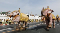 Two elephants painted white with people sitting on top parading down a road