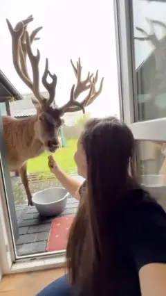 олень Борис